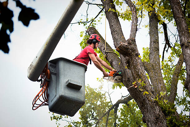 Best Leaf Removal  in Lexington, MI